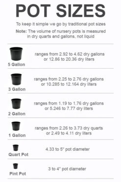 Top Hat Dwarf Blueberry - 1 Gallon Pot 8 Top Hat Dwarf Blueberry - 1 Gallon Pot -Wilson Bros Gardens pot size chart 2022 400