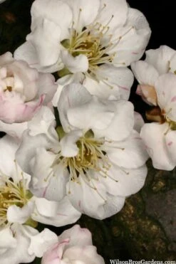 Fragrant Snow Japanese Flowering Apricot (Prunus Mume) - 2 Gallon Pot 13 Fragrant Snow Japanese Flowering Apricot (Prunus Mume) - 2 Gallon Pot -Wilson Bros Gardens prunus mume fragrant snow japanese flowering apricot 2