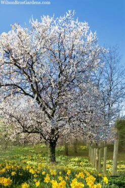 Fragrant Snow Japanese Flowering Apricot (Prunus Mume) - 2 Gallon Pot 11 Fragrant Snow Japanese Flowering Apricot (Prunus Mume) - 2 Gallon Pot -Wilson Bros Gardens prunus mume fragrant snow japanese flowering apricot 7