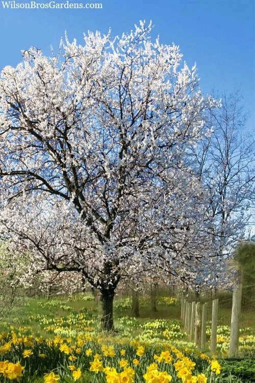 Fragrant Snow Japanese Flowering Apricot (Prunus Mume) - 2 Gallon Pot 6 Fragrant Snow Japanese Flowering Apricot (Prunus Mume) - 2 Gallon Pot - Image 4