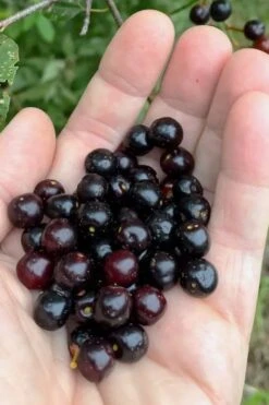 Wild Black Cherry Tree - 3 Pack Of 1.5 Quart Pots