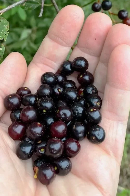 Wild Black Cherry Tree - 3 Pack Of 1.5 Quart Pots 3 Wild Black Cherry Tree - 3 Pack Of 1.5 Quart Pots