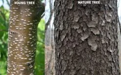 Wild Black Cherry Tree - 3 Gallon Pot -Wilson Bros Gardens prunus serotina wild black cherry tree 10 1