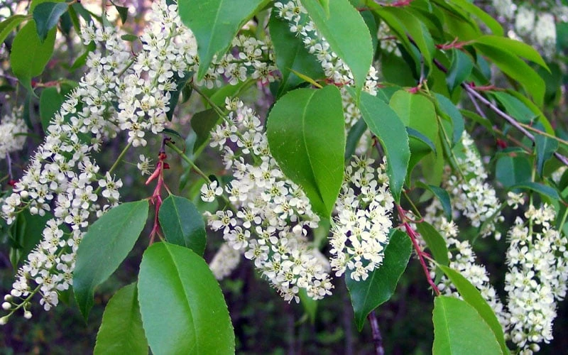 Wild Black Cherry Tree - 3 Pack Of 1.5 Quart Pots 10 Wild Black Cherry Tree - 3 Pack Of 1.5 Quart Pots - Image 8