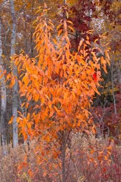Wild Black Cherry Tree - 3 Pack Of 1.5 Quart Pots 20 Wild Black Cherry Tree - 3 Pack Of 1.5 Quart Pots -Wilson Bros Gardens prunus serotina wild black cherry tree 9