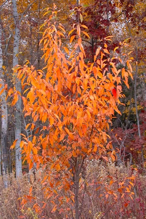 Wild Black Cherry Tree - 3 Pack Of 1.5 Quart Pots 11 Wild Black Cherry Tree - 3 Pack Of 1.5 Quart Pots - Image 9