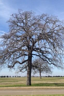 Post Oak Tree (Quercus Palustris) - 3 Gallon Pot 16 Post Oak Tree (Quercus Palustris) - 3 Gallon Pot -Wilson Bros Gardens quercus stellata post oak tree 2