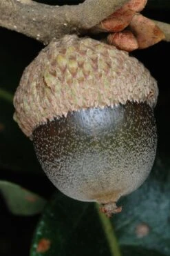 Post Oak Tree (Quercus Palustris) - 3 Gallon Pot 17 Post Oak Tree (Quercus Palustris) - 3 Gallon Pot -Wilson Bros Gardens quercus stellata post oak tree 3