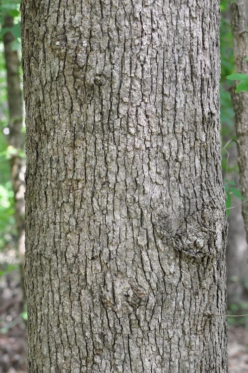 Post Oak Tree (Quercus Palustris) - 3 Gallon Pot 10 Post Oak Tree (Quercus Palustris) - 3 Gallon Pot - Image 8