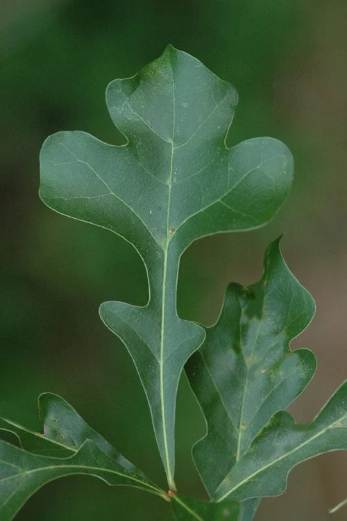 Post Oak Tree (Quercus Palustris) - 3 Gallon Pot 11 Post Oak Tree (Quercus Palustris) - 3 Gallon Pot - Image 9