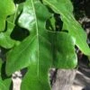 Post Oak Tree (Quercus Palustris) - 3 Gallon Pot -Wilson Bros Gardens quercus stellata post oak tree 6