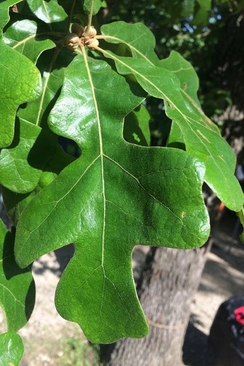 Post Oak Tree (Quercus Palustris) - 3 Gallon Pot 3 Post Oak Tree (Quercus Palustris) - 3 Gallon Pot