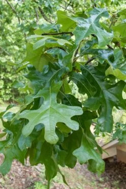 Post Oak Tree (Quercus Palustris) - 3 Gallon Pot 15 Post Oak Tree (Quercus Palustris) - 3 Gallon Pot -Wilson Bros Gardens quercus stellata post oak tree 7