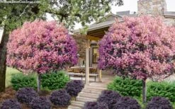 Rosalinda Indian Hawthorn Single Trunk Tree - 7 Gallon Pot (6-7') -Wilson Bros Gardens rhaphiolepis rosalind majestic beauty indian hawthorn tree 8