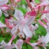 Coastal Azalea (Rhododendron Atlanticum) - 3 Gallon Pot