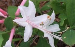Coastal Azalea (Rhododendron Atlanticum) - 3 Gallon Pot 13 Coastal Azalea (Rhododendron Atlanticum) - 3 Gallon Pot -Wilson Bros Gardens rhododendron atlanticum coastal azalea 8