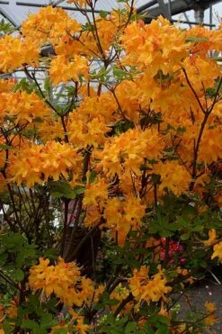 Florida Flame Native Azalea (Rhododendron Austrinum) - 3 Gallon Pot -Wilson Bros Gardens rhododendron austrinum florida flame native azalea 4