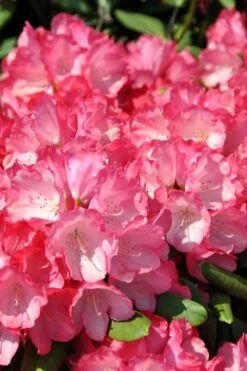 Fantastica Rhododendron - 5 Gallon Pot 16 Fantastica Rhododendron - 5 Gallon Pot -Wilson Bros Gardens rhododendron fantastica 1