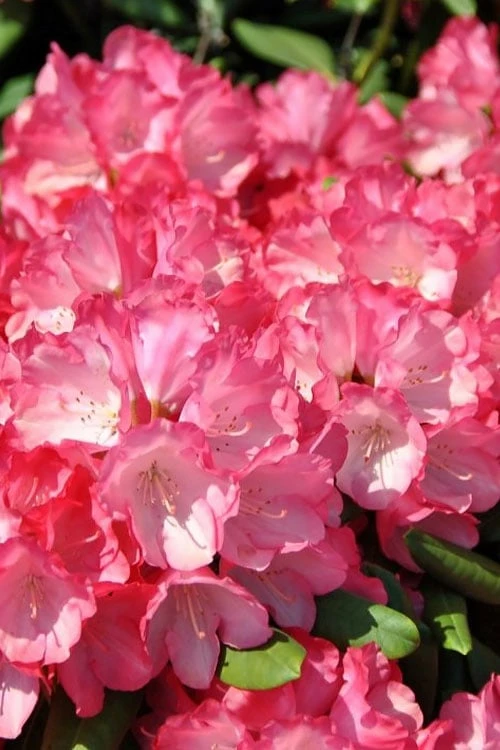 Fantastica Rhododendron - 5 Gallon Pot 9 Fantastica Rhododendron - 5 Gallon Pot - Image 7