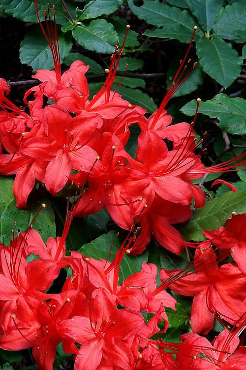 Plum Leaf Native Azalea (Rhododendron Prunifolium) - 3 Gallon Pot 3 Plum Leaf Native Azalea (Rhododendron Prunifolium) - 3 Gallon Pot