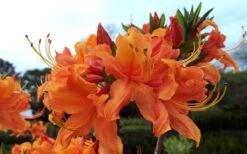Smitty's Orange Crush Native Azalea (Rhododendron X) - 3 Gallon Pot 11 Smitty's Orange Crush Native Azalea (Rhododendron X) - 3 Gallon Pot -Wilson Bros Gardens rhododendron smittys orange crush native azalea 4