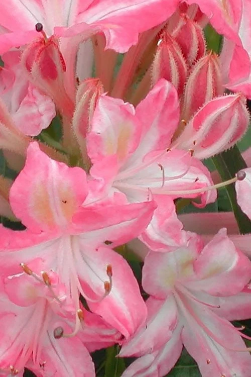 Ribbon Candy Swamp Azalea (Rhododendron Viscosum) - 2 Gallon Pot 6 Ribbon Candy Swamp Azalea (Rhododendron Viscosum) - 2 Gallon Pot - Image 4