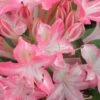 Ribbon Candy Swamp Azalea (Rhododendron Viscosum) - 3 Gallon Pot -Wilson Bros Gardens rhododendron viscosum ribbon candy swamp azalea 2