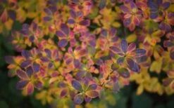 Ribbon Candy Swamp Azalea (Rhododendron Viscosum) - 3 Gallon Pot -Wilson Bros Gardens rhododendron viscosum swamp azalea 3