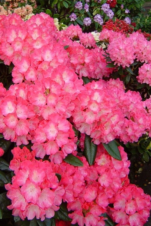 Fantastica Rhododendron - 5 Gallon Pot 7 Fantastica Rhododendron - 5 Gallon Pot - Image 5