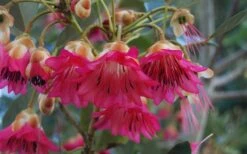 Scarlet Bells' Hong Kong Rose (Rhodoleia Henryi) - 3 Gallon Pot -Wilson Bros Gardens rhodoleia henryi scarlet bells hong kong rose 102