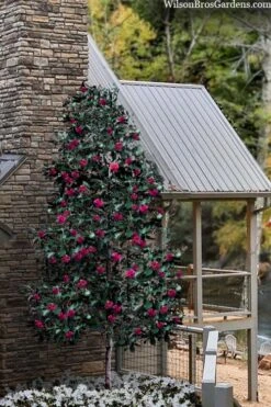 Scarlet Bells' Hong Kong Rose (Rhodoleia Henryi) - 3 Gallon Pot -Wilson Bros Gardens rhodoleia henryi scarlet bells hong kong rose 106