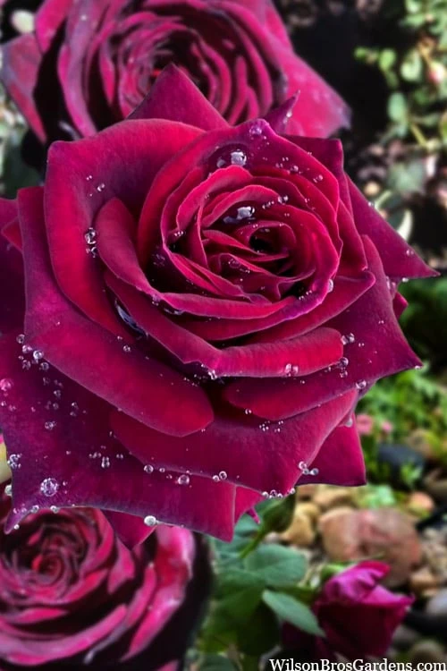 Crimson Knight Brindabella Rose - 2 Gallon Pot 3 Crimson Knight Brindabella Rose - 2 Gallon Pot