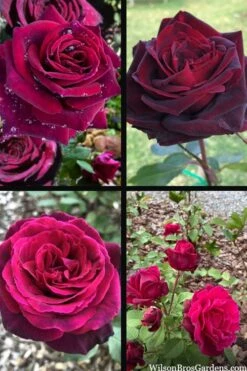 Crimson Knight Brindabella Rose - 2 Gallon Pot 11 Crimson Knight Brindabella Rose - 2 Gallon Pot -Wilson Bros Gardens rosa crimson knight brindabella rose 2