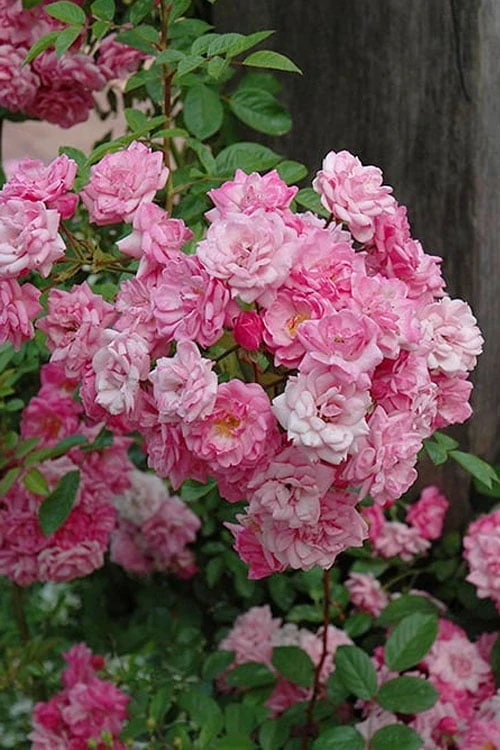 Peggy Martin Climbing Rose - 7 Gallon Pot 10 Peggy Martin Climbing Rose - 7 Gallon Pot - Image 8