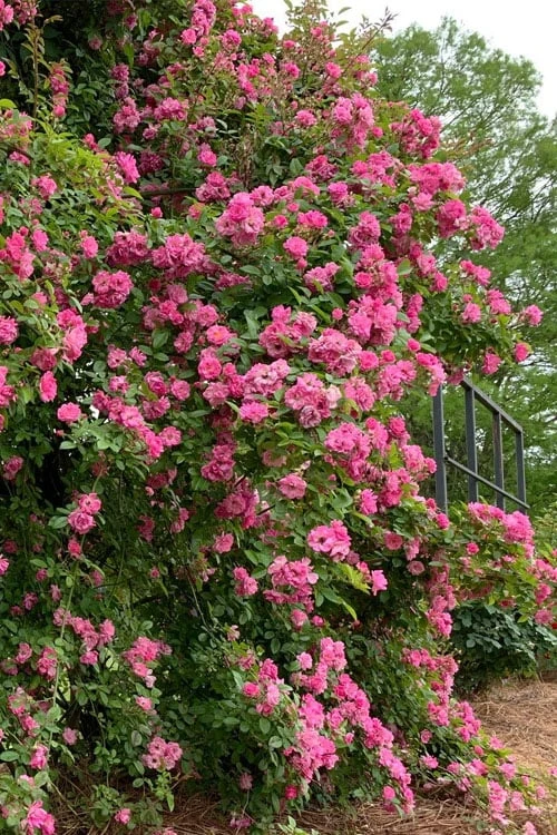 Peggy Martin Climbing Rose - 7 Gallon Pot 12 Peggy Martin Climbing Rose - 7 Gallon Pot - Image 10