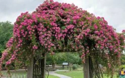 Peggy Martin Climbing Rose - 7 Gallon Pot 18 Peggy Martin Climbing Rose - 7 Gallon Pot -Wilson Bros Gardens rosa peggy martin climbing rose 7 1
