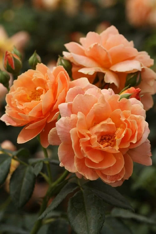 At Last Rose - 3 Gallon Pot 3 At Last Rose - 3 Gallon Pot