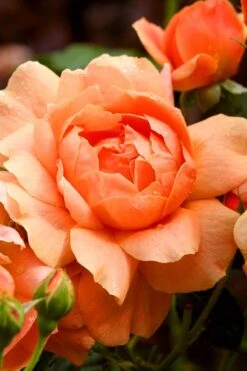 At Last Rose - 3 Gallon Pot 12 At Last Rose - 3 Gallon Pot -Wilson Bros Gardens rose at last 3