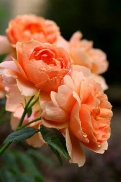 At Last Rose - 3 Gallon Pot 15 At Last Rose - 3 Gallon Pot -Wilson Bros Gardens rose at last 4