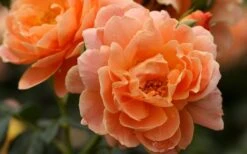 At Last Rose - 3 Gallon Pot 13 At Last Rose - 3 Gallon Pot -Wilson Bros Gardens rose at last 5