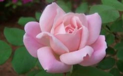 The Georgia Peach Shrub Rose - 1 Gallon Pot -Wilson Bros Gardens rose georgia peach shrub