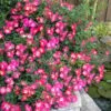 Pink Drift Groundcover Rose - 2 Gallon Pot 2 Pink Drift Groundcover Rose - 2 Gallon Pot -Wilson Bros Gardens rose pink drift 10