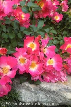 Pink Drift Groundcover Rose - 2 Gallon Pot -Wilson Bros Gardens rose pink drift 12