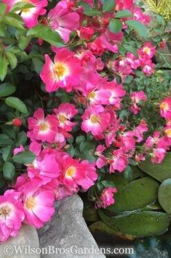Pink Drift Groundcover Rose - 2 Gallon Pot -Wilson Bros Gardens rose pink drift 13