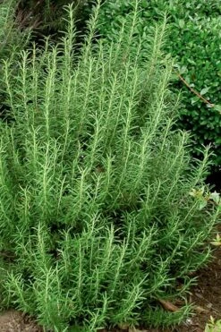 Madeline Hill Rosemary - 1 Gallon Pot -Wilson Bros Gardens rosmarinus officinalis madalene hill hardy rosemary 5