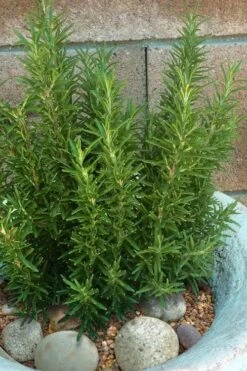 Madeline Hill Rosemary - 1 Gallon Pot -Wilson Bros Gardens rosmarinus officinalis madalene hill hardy rosemary 8