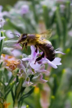 Salem Rosemary - 1 Gallon Pot 11 Salem Rosemary - 1 Gallon Pot -Wilson Bros Gardens rosmarinus officinalis salem rosemary 6
