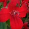 Ragin' Cajun Red Mexican Petunia (Ruellia Elegans) - 5 Pack Quart Pots 2 Ragin' Cajun Red Mexican Petunia (Ruellia Elegans) - 5 Pack Quart Pots -Wilson Bros Gardens ruellia elegans ragin cajun red mexican petunia 1