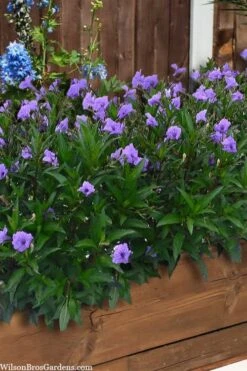 Mayan Compact Purple Mexican Petunia (Ruellia) - 5 Pack Quart Pots 9 Mayan Compact Purple Mexican Petunia (Ruellia) - 5 Pack Quart Pots -Wilson Bros Gardens ruellia simplex mayan compact purple mexican petunia 4