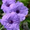 Mayan Compact Purple Mexican Petunia (Ruellia) - 5 Pack Quart Pots -Wilson Bros Gardens ruellia simplex nayan compact purple mexican petunia 1